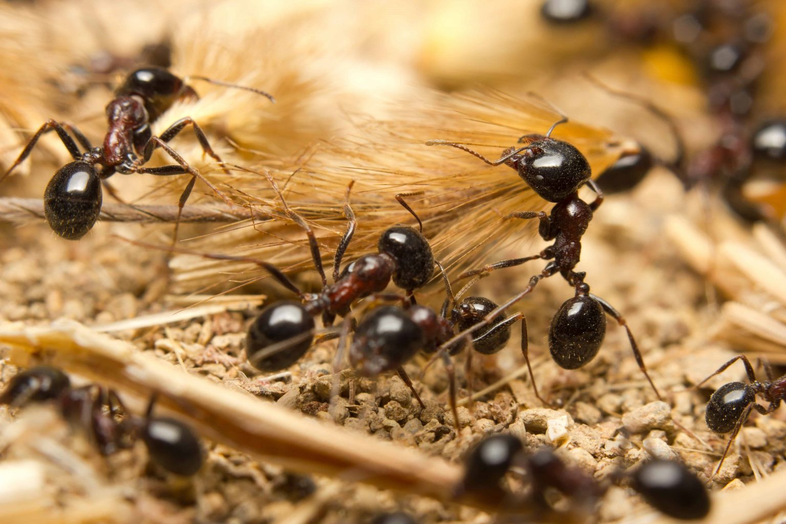 ant infestation in living room